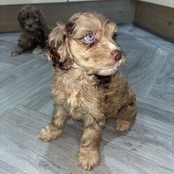 Adopt a dog:Merle Cockapoo F1b puppies/Cockapoo/Female/9 weeks,Our mearl cockapoo fluffy gave birth to 4 healthy chunky lovable bundles of joy
