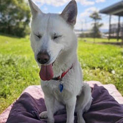 Daisy/Siberian Husky/Female/3 Years 10 Months,Hello there! My name is Daisy, and I’m a spirited Siberian Husky ready to find my forever home. I’ve had a bit of a journey, including some surgery on my front leg, but I’m happy to report that I’ve fully recovered and am feeling great! I’m back to my playful self, eager to explore the world around me. I’m a bit of a shy girl, especially when meeting new people. It takes me some time to warm up, so it’s important that my future family understands that I might need a few meet-and-greet sessions before I feel comfortable. Patience is key with me, but once I trust you, I promise I’ll be your loyal companion! As much as I love to romp around, I also enjoy my quiet moments, especially in outdoor spaces. I thrive with indoor/outdoor access, so having a yard where I can stretch my legs and enjoy the fresh air is ideal for me. This way, I can soak up all the love and attention without feeling overwhelmed. Because of my temperament, I would do best in a home without children under 15. It’s crucial that my new family has experience with Huskies and understands our unique traits. I can be a little quirky, and having someone who knows how to channel my energy and spirit will make a big difference in our lives together. If you think you can offer me the time, space, and understanding I need, I’d love to meet you! Let’s see if we can create some wonderful memories together. 
