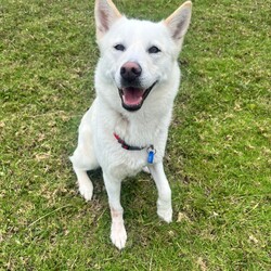 Daisy/Siberian Husky/Female/3 Years 10 Months,Hello there! My name is Daisy, and I’m a spirited Siberian Husky ready to find my forever home. I’ve had a bit of a journey, including some surgery on my front leg, but I’m happy to report that I’ve fully recovered and am feeling great! I’m back to my playful self, eager to explore the world around me. I’m a bit of a shy girl, especially when meeting new people. It takes me some time to warm up, so it’s important that my future family understands that I might need a few meet-and-greet sessions before I feel comfortable. Patience is key with me, but once I trust you, I promise I’ll be your loyal companion! As much as I love to romp around, I also enjoy my quiet moments, especially in outdoor spaces. I thrive with indoor/outdoor access, so having a yard where I can stretch my legs and enjoy the fresh air is ideal for me. This way, I can soak up all the love and attention without feeling overwhelmed. Because of my temperament, I would do best in a home without children under 15. It’s crucial that my new family has experience with Huskies and understands our unique traits. I can be a little quirky, and having someone who knows how to channel my energy and spirit will make a big difference in our lives together. If you think you can offer me the time, space, and understanding I need, I’d love to meet you! Let’s see if we can create some wonderful memories together. 