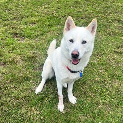 Daisy/Siberian Husky/Female/3 Years 10 Months,Hello there! My name is Daisy, and I’m a spirited Siberian Husky ready to find my forever home. I’ve had a bit of a journey, including some surgery on my front leg, but I’m happy to report that I’ve fully recovered and am feeling great! I’m back to my playful self, eager to explore the world around me. I’m a bit of a shy girl, especially when meeting new people. It takes me some time to warm up, so it’s important that my future family understands that I might need a few meet-and-greet sessions before I feel comfortable. Patience is key with me, but once I trust you, I promise I’ll be your loyal companion! As much as I love to romp around, I also enjoy my quiet moments, especially in outdoor spaces. I thrive with indoor/outdoor access, so having a yard where I can stretch my legs and enjoy the fresh air is ideal for me. This way, I can soak up all the love and attention without feeling overwhelmed. Because of my temperament, I would do best in a home without children under 15. It’s crucial that my new family has experience with Huskies and understands our unique traits. I can be a little quirky, and having someone who knows how to channel my energy and spirit will make a big difference in our lives together. If you think you can offer me the time, space, and understanding I need, I’d love to meet you! Let’s see if we can create some wonderful memories together. 