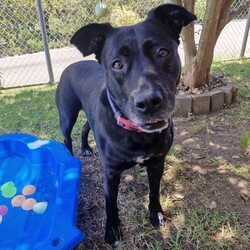 Juno/Staffordshire Bull Terrier / German Shepherd Dog/Female/6 Years 3 Months,Hello there, my name is Juno! I'm a relaxed, independent lady looking for my new home! I'd suit a quieter home where I can be included as part of the family, coming both inside and outdoors, as well as joining you for daily walks, or simply snuggling up on a nice soft bed by your feet in the evening. Any children in the home will need to be over 12 years of age and confident around dogs, who understand I may not always want pats and cuddles. I know sometimes you have to go out, if you leave me with some fun toys, yum treats, fresh water bowl and a sheltered, snuggly bed, I should be safe and happy until you get home. I would benefit from daily enrichment and interactive feeders to help keep my mind and body active. I’d be best as the only dog in the home, as I am not fond of other dogs and would like all the love, pats and attention for myself. Dog parks and off-leash areas are not ideal for me as I do not like rude dogs rushing up to my face and would prefer walks around the neighbourhood or on-lead areas where we can relax and enjoy our time together.  