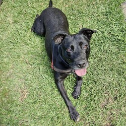 Juno/Staffordshire Bull Terrier / German Shepherd Dog/Female/6 Years 3 Months,Hello there, my name is Juno! I'm a relaxed, independent lady looking for my new home! I'd suit a quieter home where I can be included as part of the family, coming both inside and outdoors, as well as joining you for daily walks, or simply snuggling up on a nice soft bed by your feet in the evening. Any children in the home will need to be over 12 years of age and confident around dogs, who understand I may not always want pats and cuddles. I know sometimes you have to go out, if you leave me with some fun toys, yum treats, fresh water bowl and a sheltered, snuggly bed, I should be safe and happy until you get home. I would benefit from daily enrichment and interactive feeders to help keep my mind and body active. I’d be best as the only dog in the home, as I am not fond of other dogs and would like all the love, pats and attention for myself. Dog parks and off-leash areas are not ideal for me as I do not like rude dogs rushing up to my face and would prefer walks around the neighbourhood or on-lead areas where we can relax and enjoy our time together.  