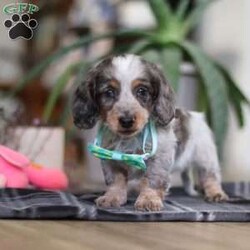 Enzo/Dachshund									Puppy/Male																/8 Weeks,Meet Enzo he is a spirited little Dachshund who doesn’t let anything hold his back. With a heart full of courage and curiosity, he’s always ready for an adventure whether it’s sniffing around, exploring new spots, or chasing his favorite toys. His lively, playful nature is paired with a loyal streak that adds to his charm, making him as stubborn as he is sweet. 