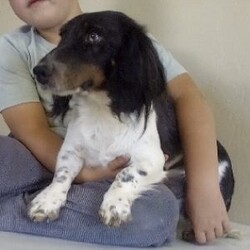 Terry/Dachshund									Puppy/Female														/9 Weeks,Meet Terry! This sweet and adorable Mini long haired Dachshund is looking for a forever family!