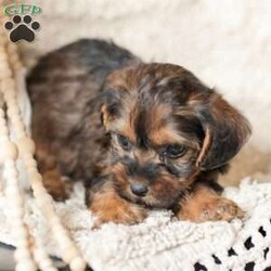 Lila/Yorkie Poo									Puppy/Female														/6 Weeks,Meet our adorable Yorkipoos! They are sweet and cuddly and would make the perfect addition to your family! Our children love to cuddle them and give them lots of attention!