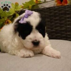 Cindi/Coton de Tulear Mix									Puppy/Female														/February 20th, 2025,Cindi is not just a puppy he’s a darling Pooton, a bundle of love waiting to become your loyal companion. Spend a little time with them and they will stick by your side no matter what, their loyalty is outstanding. Playtime is no joke to them, and they will always find a way to make you smile whether its snuggling up to you on the couch or running around the house. With a silky, soft coat and deep brown, puppy-dog eyes, this little baby will steal your heart from the very first minute you see him. Don’t miss a lifetime of tail wags and puppy dog kisses make him yours today!! Calvin will join his loving family with: First vet exam already completed Current on necessary vaccines and dewormer One year health guarantee Microchipped Our adorable puppies come from a loving and well-cared-for home. The mother,Cay is a Coton De Tulear doting, attentive parent. Chester the father is a mini Poodle exudes playfulness and intelligence. These proud parents have imparted their wonderful traits to their offspring, ensuring that our puppies will make fantastic companions for their future families. Rest assured, the care and love these parents have received are reflected in the happy and healthy puppies they’ve produced