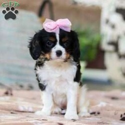 Addie/Cavalier King Charles Spaniel									Puppy/Female														/9 Weeks,Meet Addie, the sweetest AKC Cavalier King Charles Spaniel! She’s the perfect blend of gentle affection and playful charm. Cavaliers are known for their loving nature, making them wonderful companions who thrive on human connection. With her silky, beautiful coat and expressive eyes, she will steal your heart in an instant! Whether she’s happily trotting beside you on a walk or curling up for cozy snuggles, she’ll bring endless joy to your home.