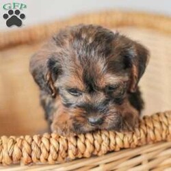 Lila/Yorkie Poo									Puppy/Female														/6 Weeks,Meet our adorable Yorkipoos! They are sweet and cuddly and would make the perfect addition to your family! Our children love to cuddle them and give them lots of attention!