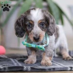 Enzo/Dachshund									Puppy/Male																/8 Weeks,Meet Enzo he is a spirited little Dachshund who doesn’t let anything hold his back. With a heart full of courage and curiosity, he’s always ready for an adventure whether it’s sniffing around, exploring new spots, or chasing his favorite toys. His lively, playful nature is paired with a loyal streak that adds to his charm, making him as stubborn as he is sweet. 