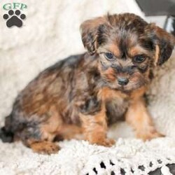 Lila/Yorkie Poo									Puppy/Female														/6 Weeks,Meet our adorable Yorkipoos! They are sweet and cuddly and would make the perfect addition to your family! Our children love to cuddle them and give them lots of attention!