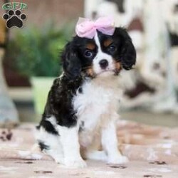 Addie/Cavalier King Charles Spaniel									Puppy/Female														/9 Weeks,Meet Addie, the sweetest AKC Cavalier King Charles Spaniel! She’s the perfect blend of gentle affection and playful charm. Cavaliers are known for their loving nature, making them wonderful companions who thrive on human connection. With her silky, beautiful coat and expressive eyes, she will steal your heart in an instant! Whether she’s happily trotting beside you on a walk or curling up for cozy snuggles, she’ll bring endless joy to your home.