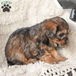 Lila/Yorkie Poo									Puppy/Female														/6 Weeks,Meet our adorable Yorkipoos! They are sweet and cuddly and would make the perfect addition to your family! Our children love to cuddle them and give them lots of attention!