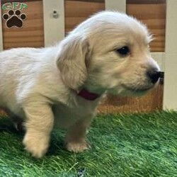 Arctic/Dachshund									Puppy/Male																/February 13th, 2025,AKC Full Registration. DNA tested parents. Arctic is a “Dream Cream” from Promise Land Puppies. He is destined for greatness either in his forever home or the AKC show ring. He is a long hair English Cream Mini Dachshund with an excellent pedigree. He comes full AKC registration. His breeder has carefully planned his litter with both parents being DNA tested. All puppies complete a meticulous head to tail health exam and receive age appropriate shots, and microchipped. All puppies are wormed at 2, 4, 6 and 8 weeks. Pee pad training and puppy food and water introduction begins at 4 weeks. Socialization with adults, children and other dogs begin at birth. All puppies have a one year health guarantee. When it comes time for getting your new puppy home Promise Land Puppies has you covered with several options: