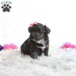 Gloria/Havapoo									Puppy/Female														/6 Weeks,Introducing Gloria, a delightful and playful black havapoo puppy ready to fill your home with joy and laughter. With her stunning black coat and charming personality, Gloria is the perfect companion for families and individuals alike. She loves to frolic and play, bringing boundless energy and affection to your life. Ideal for anyone seeking a loyal and loving pet, Gloria is not just a puppy; she’s a bundle of joy waiting for a forever home. Don’t miss the chance to welcome this adorable furball into your heart and home!