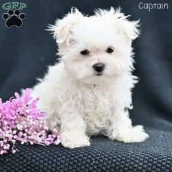 Captain/Maltese									Puppy/Male																/11 Weeks,These adorable Maltese puppies are searching for their loving forever homes! Raised in a caring family environment, they are well-socialized and accustomed to daily interaction, ensuring they grow into friendly, affectionate companions. Their sweet and playful nature makes them a perfect fit for families, singles, or anyone looking for a loyal, loving pet.