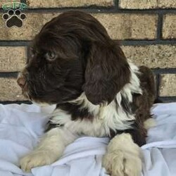 Ryker/Portuguese Water Dog									Puppy/Male																/8 Weeks,Meet our Portuguese waterdog puppies they are up to date on there shots an deworming,vet checked, AKC registered. Along with the puppy you will receive an health check paper, shot an deworming records, one year health guarantee! Our Portuguese puppies are well socialized, playful, loves kids they make a great companion for you or your family for more info call or text!