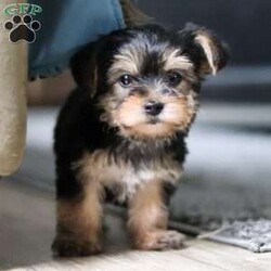 Ellie/Morkie / Yorktese									Puppy/Female														/9 Weeks,Meet Ellie she is a spirited little Morkie who doesn’t let anything hold her back. With a heart full of courage and curiosity, she’s always ready for an adventure whether it’s sniffing around, exploring new spots, or chasing her favorite toys. Her lively, playful nature is paired with a loyal streak that adds to her charm, making her as stubborn as she is sweet. 