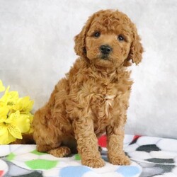Adopt a dog:Princess/Goldendoodle/Female/8 weeks,Hi, I'm Princess! I'm an 8-week-old female Goldendoodle with a beautiful red coat, born on February 8, which makes me an Aquarius pup. I am ready now to plan my trip to my forever family. My heart is as big as my paws are tiny, and I'm ready to love you.