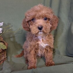 13 Week Cavapoo Female Cavapoo is available for adoption