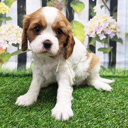 Kara/Cavalier King Charles Spaniel/Female/8 weeks Adopt a dog:Kara/Cavalier King Charles Spaniel/Female/8 weeks,Hi, I'm Kara! I'm an 8-week-old female Cavalier King Charles Spaniel with a beautiful blenheim coat, born on February 13, which makes me an Aquarius pup. I am ready now to plan my trip to my forever family. Once I reach my adult size, I'm expected to weigh between 13–18 lbs. I'm APRI registered. Some might even say I'm a tennis ball connoisseur! I like anything that gets my tail wagging. I can play for hours, then curl up for a good 'ol nap.