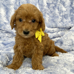 Adopt a dog:Greyson/Goldendoodle/Male/6 weeks,Hi, I'm Greyson! I'm a 6-week-old male Goldendoodle with a beautiful red coat, born on February 21, which makes me a Pisces sign. I'll be ready to go home to my forever family after April 18, once I'm grown enough to leave my litter. I'm ICA registered. The bond that we'll build, of love and affection, will make a lifelong partnership and an unforgettable connection.