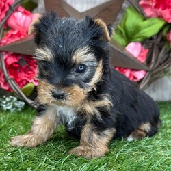 Adopt a dog:Lassie/Yorkshire Terrier/Female/5 weeks,Hi, I'm Lassie! I'm a 5-week-old female Yorkshire Terrier with a beautiful black & tan coat, born on March 2, which makes me a Pisces sign. I'll be ready to go home to my forever family after May 25, once I'm grown enough to leave my litter. When I reach my adult size, I should weigh between 6–10 lbs. I'm AKC registered. I'm excited to bring a lot of love and a little bit of puppy chaos.