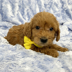 Greyson/Goldendoodle/Male/6 weeks Adopt a dog:Greyson/Goldendoodle/Male/6 weeks,Hi, I'm Greyson! I'm a 6-week-old male Goldendoodle with a beautiful red coat, born on February 21, which makes me a Pisces sign. I'll be ready to go home to my forever family after April 18, once I'm grown enough to leave my litter. I'm ICA registered. The bond that we'll build, of love and affection, will make a lifelong partnership and an unforgettable connection.
