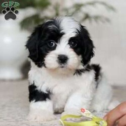 Buddy/Teddy Bear									Puppy/Male	/12 Weeks,Meet Buddy, the snuggliest Teddy Bear you’ll ever meet! With his ultra-soft fur, warm button eyes, and cuddly little paws, Buddy is the perfect companion for hugs, comfort, and endless adventures. Whether he’s tagging along for playtime, offering a soft shoulder during nap time, or simply sitting by your side, Buddy brings a sense of calm and coziness wherever he goes. His sweet smile and lovable charm make him a timeless friend for kids and grown-ups alike. With Buddy in your arms, you’ll always have a little extra love to hold on to.