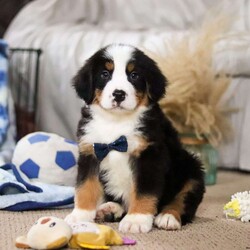 Charlie/Bernese Mountain Dog									Puppy/Male																/10 Weeks,Meet Charlie! the majestic AKC Bernese Mountain Dog! He boasts the classic tri-colored coat of the Bernese Mountain Dog, featuring rich black, snowy white, and warm rust tones that create a striking and elegant look. His large, soulful eyes and sturdy build give him a majestic presence that’s hard to resist. He thrives in the great outdoors. Whether you take him for a stroll at the park or an adventurous hike, he’s always ready for fun and loves soaking up the sunshine and fresh air!