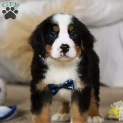 Charlie/Bernese Mountain Dog									Puppy/Male																/10 Weeks,Meet Charlie! the majestic AKC Bernese Mountain Dog! He boasts the classic tri-colored coat of the Bernese Mountain Dog, featuring rich black, snowy white, and warm rust tones that create a striking and elegant look. His large, soulful eyes and sturdy build give him a majestic presence that’s hard to resist. He thrives in the great outdoors. Whether you take him for a stroll at the park or an adventurous hike, he’s always ready for fun and loves soaking up the sunshine and fresh air!