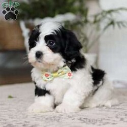 Buddy/Teddy Bear									Puppy/Male	/12 Weeks,Meet Buddy, the snuggliest Teddy Bear you’ll ever meet! With his ultra-soft fur, warm button eyes, and cuddly little paws, Buddy is the perfect companion for hugs, comfort, and endless adventures. Whether he’s tagging along for playtime, offering a soft shoulder during nap time, or simply sitting by your side, Buddy brings a sense of calm and coziness wherever he goes. His sweet smile and lovable charm make him a timeless friend for kids and grown-ups alike. With Buddy in your arms, you’ll always have a little extra love to hold on to.