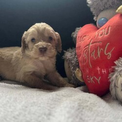 Cockerpoo puppies/Cocker Spaniel/Female/6 weeks,7 cockerpoo puppies looking for their forever home. Mum and dad kc registered mum cocker spaniel dad toy poodle both can be seen much loved family pets. They will only go to the best of homes ready 7th may