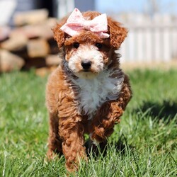 Harper/Poodle/Female/9 weeks Adopt a dog:Harper/Poodle/Female/9 weeks,Hi, I'm Harper! I'm a 9-week-old female Poodle with a beautiful red coat, born on February 17, which makes me an Aquarius sign. I'll be ready to go home to my forever family after April 14, once I'm grown enough to leave my litter. I'm AKC registered. I can't wait to bring my big puppy heart and wagging tail into your home.