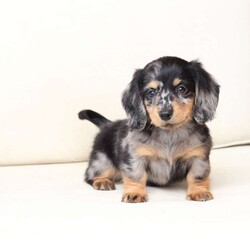 Tucker/Dachshund									Puppy/Male																/7 Weeks,To contact the breeder about this puppy, click on the “View Breeder Info” tab above.