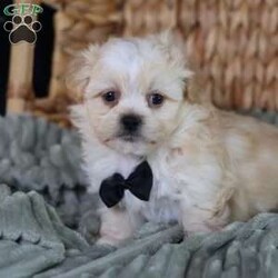 Hemi/Teddy Bear									Puppy/Male	/12 Weeks,To contact the breeder about this puppy, click on the “View Breeder Info” tab above.