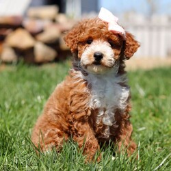 Harper/Poodle/Female/9 weeks Adopt a dog:Harper/Poodle/Female/9 weeks,Hi, I'm Harper! I'm a 9-week-old female Poodle with a beautiful red coat, born on February 17, which makes me an Aquarius sign. I'll be ready to go home to my forever family after April 14, once I'm grown enough to leave my litter. I'm AKC registered. I can't wait to bring my big puppy heart and wagging tail into your home.