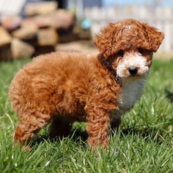 Harper/Poodle/Female/9 weeks Adopt a dog:Harper/Poodle/Female/9 weeks,Hi, I'm Harper! I'm a 9-week-old female Poodle with a beautiful red coat, born on February 17, which makes me an Aquarius sign. I'll be ready to go home to my forever family after April 14, once I'm grown enough to leave my litter. I'm AKC registered. I can't wait to bring my big puppy heart and wagging tail into your home.