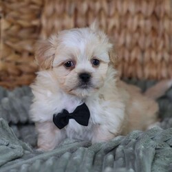 Hemi/Teddy Bear									Puppy/Male	/12 Weeks,To contact the breeder about this puppy, click on the “View Breeder Info” tab above.
