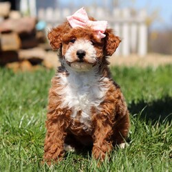 Harper/Poodle/Female/9 weeks Adopt a dog:Harper/Poodle/Female/9 weeks,Hi, I'm Harper! I'm a 9-week-old female Poodle with a beautiful red coat, born on February 17, which makes me an Aquarius sign. I'll be ready to go home to my forever family after April 14, once I'm grown enough to leave my litter. I'm AKC registered. I can't wait to bring my big puppy heart and wagging tail into your home.