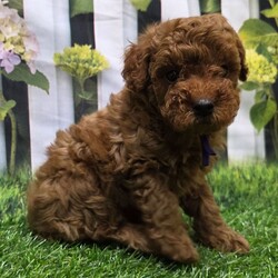 Adopt a dog:Dena/Poodle/Female/8 weeks,Hi, I'm Dena! I'm an 8-week-old female Poodle with a beautiful red coat, born on March 1, which makes me a Pisces sign. I'll be ready to go home to my forever family after April 26, once I'm grown enough to leave my litter. I'm AKC registered. I will fill your home with love and my wagging tail.