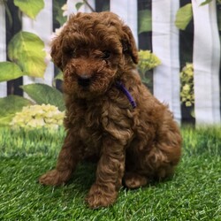 Adopt a dog:Dena/Poodle/Female/8 weeks,Hi, I'm Dena! I'm an 8-week-old female Poodle with a beautiful red coat, born on March 1, which makes me a Pisces sign. I'll be ready to go home to my forever family after April 26, once I'm grown enough to leave my litter. I'm AKC registered. I will fill your home with love and my wagging tail.