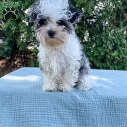 Tundra/Yorkie Poo									Puppy/Male	/20 Weeks,Meet Tundra. He is an adorable tiny puppy. Mom Mitzi is a yorkiepoo and weighs around 5 lbs. Dad is a mini poodle and weighs around 5 lbs as well. Tundra is well socialized and is very friendly and loves to be cuddled. He is up to date on shots and deworming. He was checked out by our vet from head to toe. Give us a call if you have any questions about Tundra or would like to adopt him. 