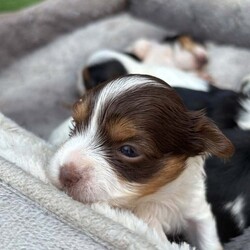  Biwer York terrier /Biewer Terrier/Female/4 weeks,Hello beautiful 5 girls and 1 boy are looking for a new home.  They are going to adopt 07 June  .Mum and Dad can be seen .
