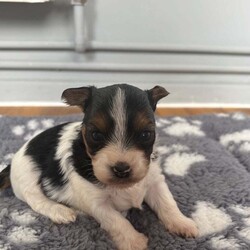  Biwer York terrier /Biewer Terrier/Female/4 weeks,Hello beautiful 5 girls and 1 boy are looking for a new home.  They are going to adopt 07 June  .Mum and Dad can be seen .
