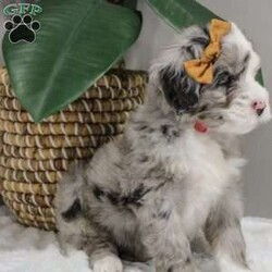 Elaine/Old English Sheepdog Mix									Puppy/Female	/11 Weeks,This is a F1b Mini Old English Mountain Doodle, a mix between an OES and a Mini Bernedoodle. Old English Mountain Doodles are playful, intelligent, loving, sociable and great family dogs. Sheepadoodles have a goofy and fun personality, mixed with the Bernese Mountain Dog it gives them a more mellow temperment. They are typically between 35-50 lbs full grown. Our puppies come with their first round of shots and dewormer and will be vet checked to ensure a healthy puppy. We take great pride in getting our puppies ready for their forever homes! We offer transportation for those who can not come pick up at our farm. Thanks for checking us out, feel free to reach out with any other questions or additional photos.