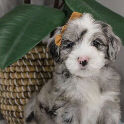 Elaine/Old English Sheepdog Mix									Puppy/Female	/11 Weeks,This is a F1b Mini Old English Mountain Doodle, a mix between an OES and a Mini Bernedoodle. Old English Mountain Doodles are playful, intelligent, loving, sociable and great family dogs. Sheepadoodles have a goofy and fun personality, mixed with the Bernese Mountain Dog it gives them a more mellow temperment. They are typically between 35-50 lbs full grown. Our puppies come with their first round of shots and dewormer and will be vet checked to ensure a healthy puppy. We take great pride in getting our puppies ready for their forever homes! We offer transportation for those who can not come pick up at our farm. Thanks for checking us out, feel free to reach out with any other questions or additional photos.