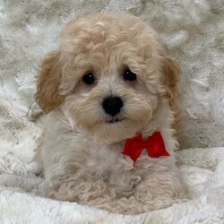 Adopt a dog:Charlie/Cavapoo/Male/13 weeks,Hi, I'm Charlie! I'm a 13-week-old male Cavapoo with a beautiful red coat, born on February 2, which makes me an Aquarius pup. I am ready now to plan my trip to my forever family. Once I reach my adult size, I'm expected to weigh between 8–14 lbs. I'm ICA registered. My love for you will be as boundless as my puppy energy.