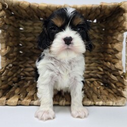Sean/Cavalier King Charles Spaniel/Male/6 weeks Adopt a dog:Sean/Cavalier King Charles Spaniel/Male/6 weeks,Hi, I'm Sean! I'm a 6-week-old male Cavalier King Charles Spaniel with a beautiful black & white coat, born on March 23, which makes me an Aries sign. I'll be ready to go home to my forever family after May 23, once I'm grown enough to leave my litter. When I reach my adult size, I should weigh between 13–18 lbs. I'm AKC registered. I have a lifetime experience of being cute. I've been a cutie since the day I was born! My fur is unlike any other and my cute face has been known to melt a heart or two.