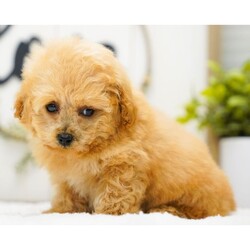 Theo/Poodle/Male/10 weeks Adopt a dog:Theo/Poodle/Male/10 weeks,Hi, I'm Theo! I'm a 10-week-old male Poodle with a beautiful apricot coat, born on February 26, which makes me a Pisces sign. I'll be ready to go home to my forever family after April 24, once I'm grown enough to leave my litter. I'm UABR registered. My love for you will be as boundless as my puppy energy.