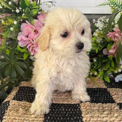 Rosie/Maltipoo/Female/7 weeks Adopt a dog:Rosie/Maltipoo/Female/7 weeks,Hi, I'm Rosie! I'm a 7-week-old female Maltipoo with a beautiful apricot coat, born on March 17, which makes me a Pisces sign. I'll be ready to go home to my forever family after May 13, once I'm grown enough to leave my litter. When I reach my adult size, I should weigh between 6–9 lbs. My playful spirit will bring joy and laughter to your home.